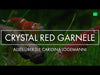 Video: Red Bee / Crystal Red Garnele