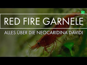 Video: Red Fire Garnele

Red Cherry Garnele schwimmt im Aquarium


