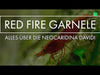 Video: Red Fire Garnele