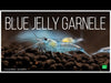 Video: Blue Jelly Garnele