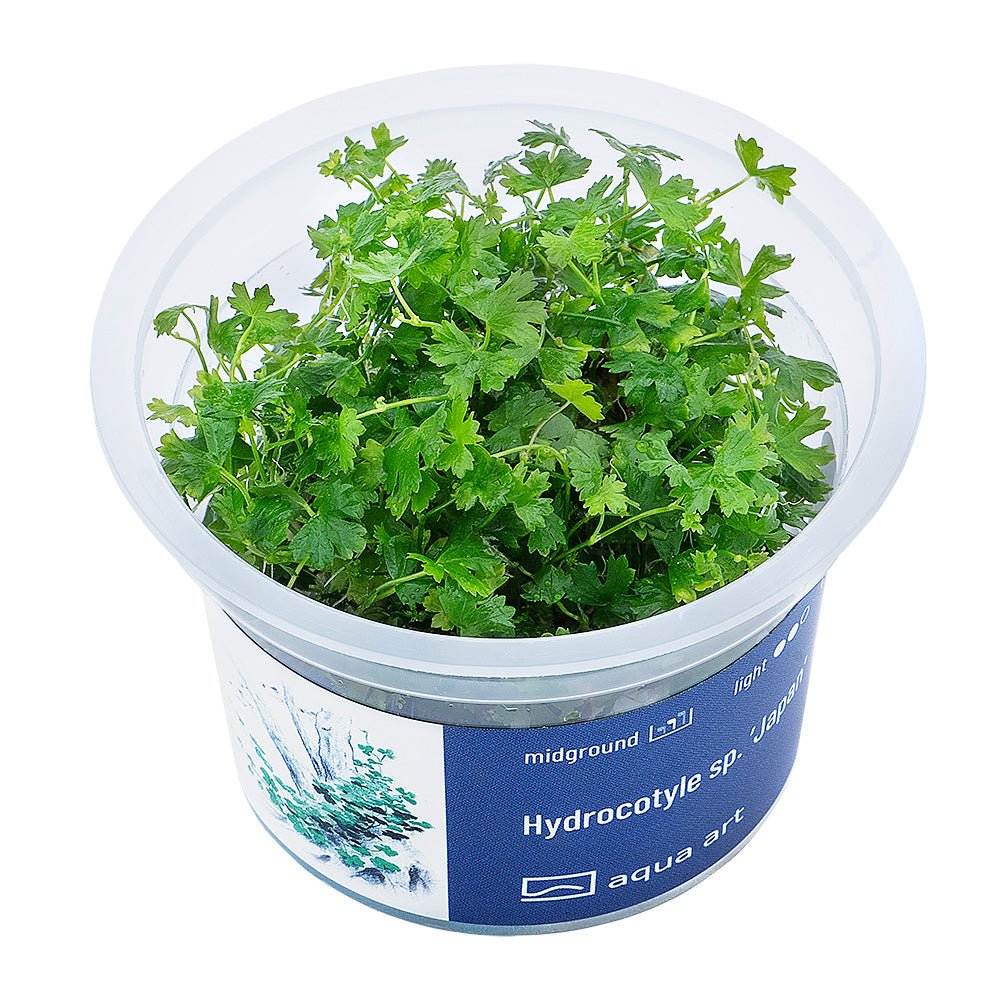 Hydrocotyle sp. ’Japan’ - InVitro - GarnelenTv-Shop

Hydrocotyle sp. 'Japan' InVitro mit intensiv grünen Blättern

