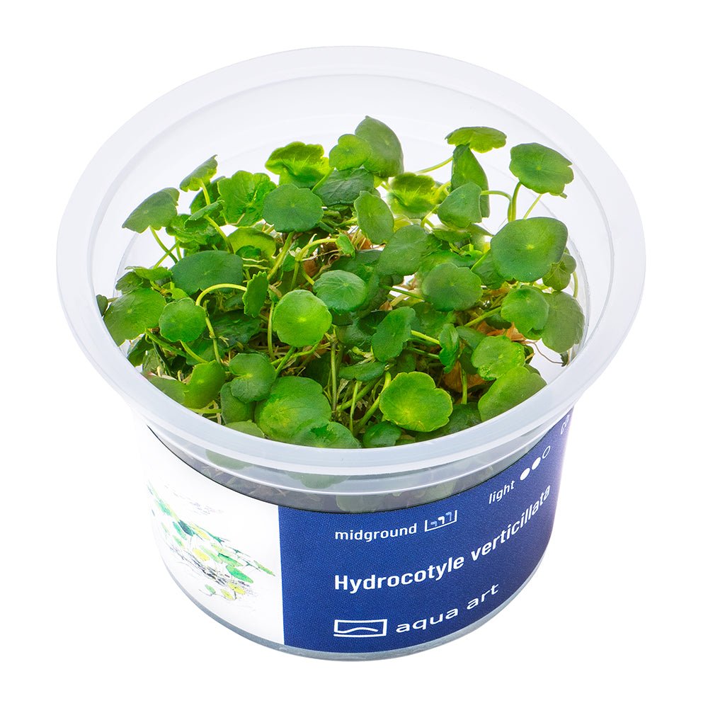 Hydrocotyle verticillata - InVitro - GarnelenTv-Shop