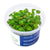 Hydrocotyle verticillata - InVitro - GarnelenTv-Shop

Hydrocotyle verticillata InVitro mit Regenschirm-Blättern
