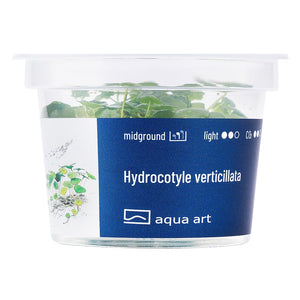 Hydrocotyle verticillata - InVitro - GarnelenTv-Shop

Vordergrundpflanze Hydrocotyle verticillata in Aquarien

