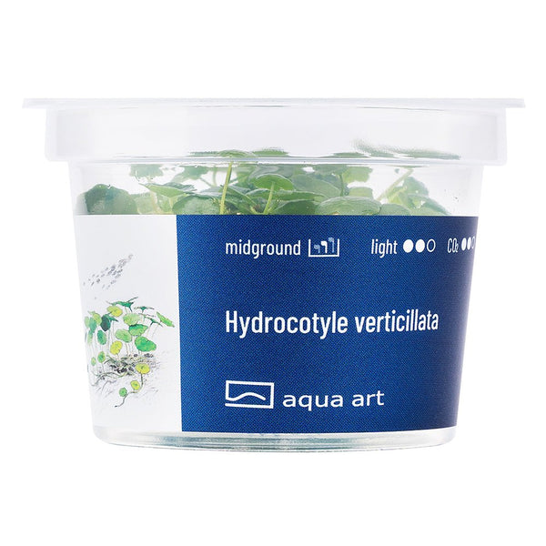 Hydrocotyle verticillata - InVitro - GarnelenTv-Shop
