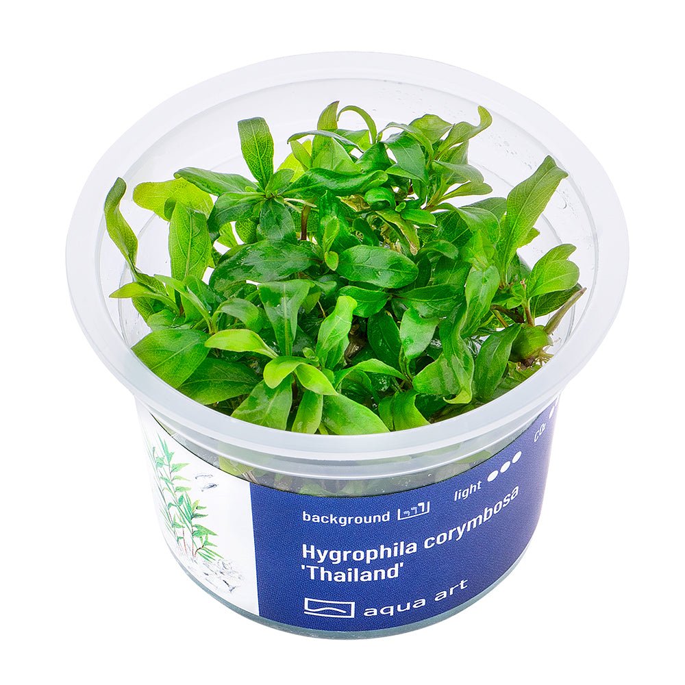 Hygrophila corymbosa 'Thailand' - InVitro - GarnelenTv-Shop
Hygrophila corymbosa 'Thailand' InVitro mit großen dunkelgrünen Blättern
