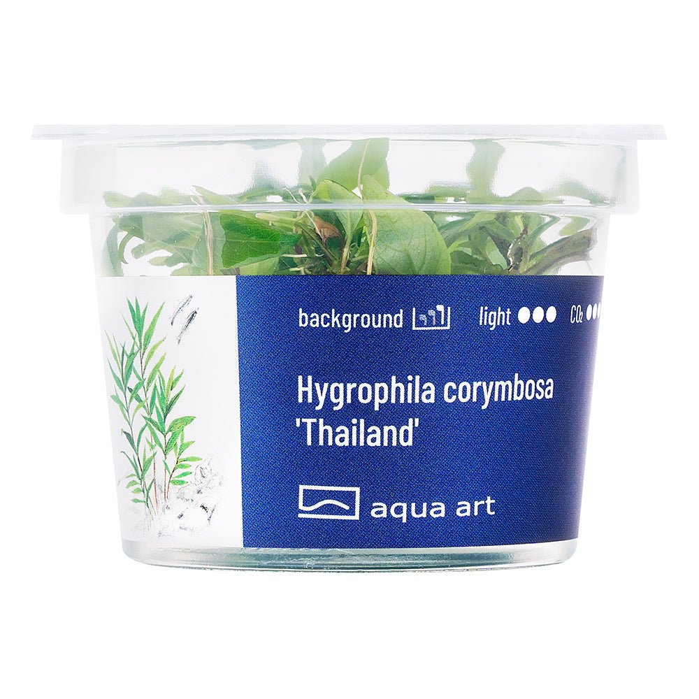 Hygrophila corymbosa 'Thailand' - InVitro - GarnelenTv-Shop
Hygrophila corymbosa 'Thailand' InVitro mit großen dunkelgrünen Blättern
