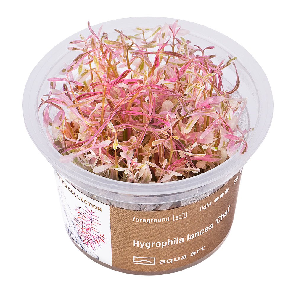 Hygrophila lancea 'Chai' - InVitro - GarnelenTv-Shop