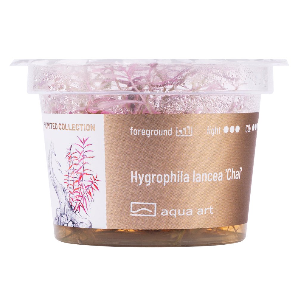 Hygrophila lancea &#39;Chai&#39; - InVitro - GarnelenTv-Shop

Hygrophila lancea &#39;Chai&#39; InVitro mit hellrosa dekorativen Blättern

