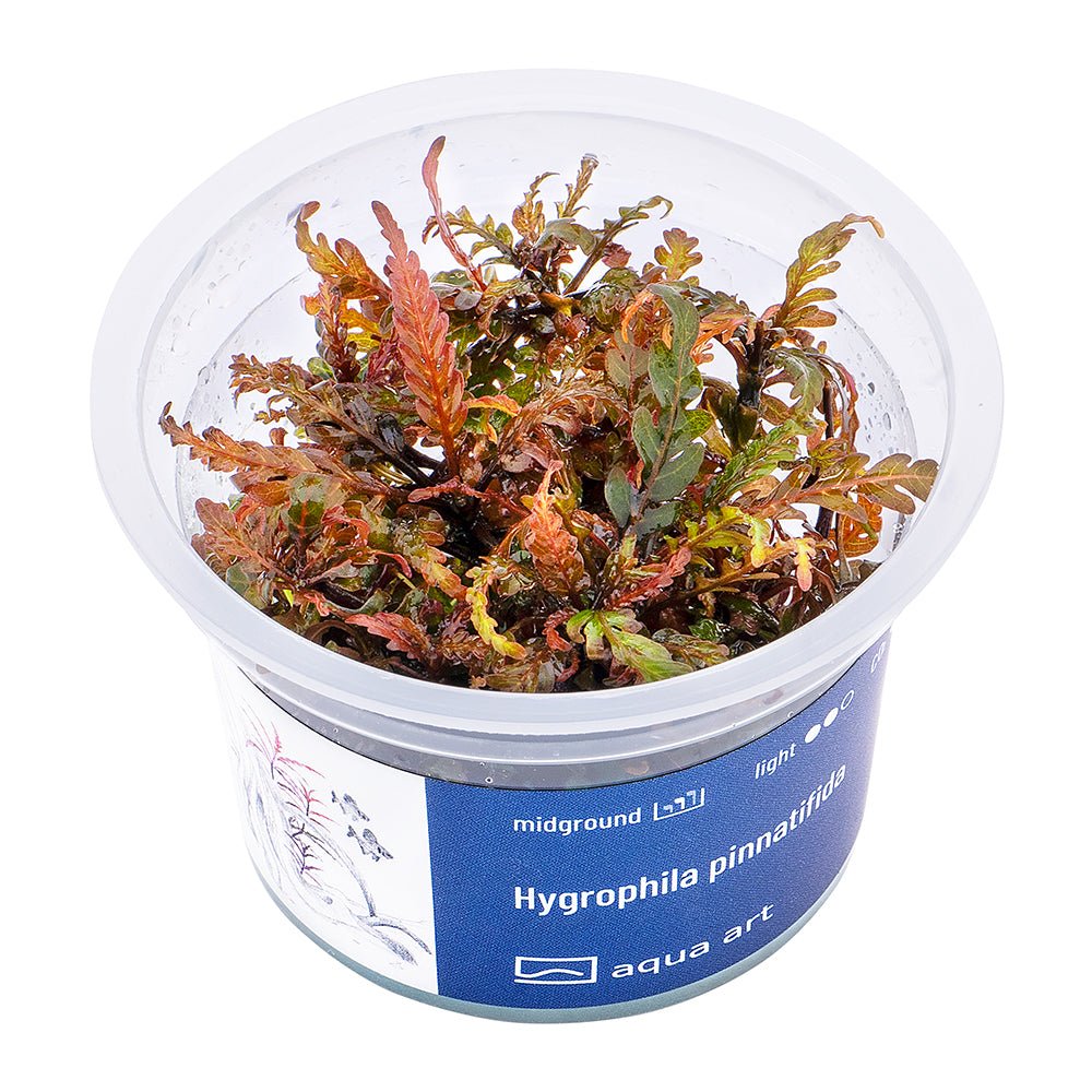 Hygrophila pinnatifida - InVitro - GarnelenTv-Shop

Hygrophila pinnatifida – Decorative Midground Aquarium Plant

