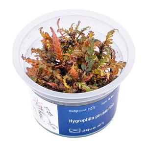 Hygrophila pinnatifida - InVitro - GarnelenTv-Shop

Hygrophila pinnatifida – Decorative Midground Aquarium Plant

