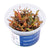 Hygrophila pinnatifida - InVitro - GarnelenTv-Shop

Hygrophila pinnatifida – Decorative Midground Aquarium Plant

