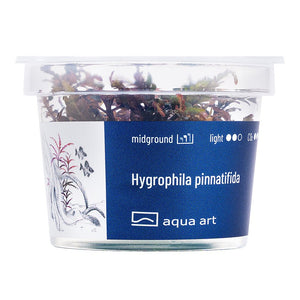 InVitro Hygrophila pinnatifida with Burgundy Red Leaf Underside

