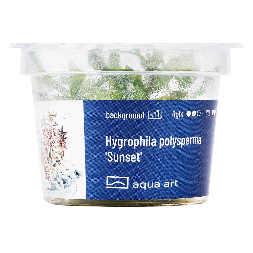 Hygrophila polysperma 'Sunset' - InVitro - GarnelenTv-Shop

Hygrophila polysperma 'Sunset' InVitro mit farbigen Blattspitzen

