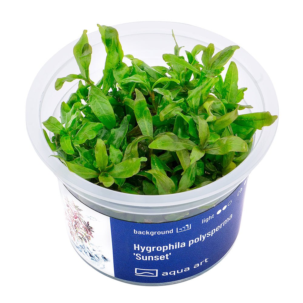 Hygrophila polysperma &#39;Sunset&#39; - InVitro - GarnelenTv-Shop

Hygrophila polysperma &#39;Sunset&#39; InVitro mit farbigen Blattspitzen

