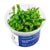 Hygrophila polysperma 'Sunset' - InVitro - GarnelenTv-Shop

Hygrophila polysperma 'Sunset' InVitro mit farbigen Blattspitzen

