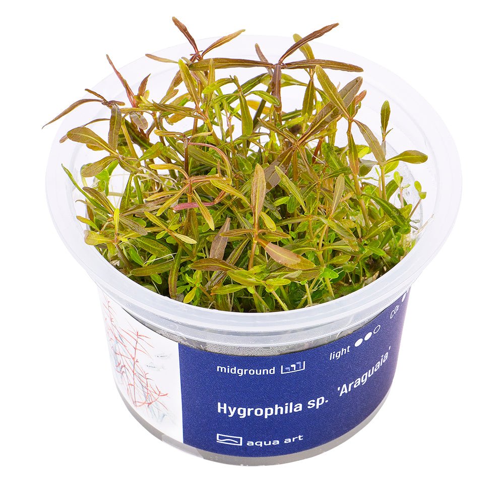 Hygrophila sp. 'Araguaia' - InVitro - GarnelenTv-Shop

Hygrophila sp. 'Araguaia' InVitro mit rotbraunen Blättern
