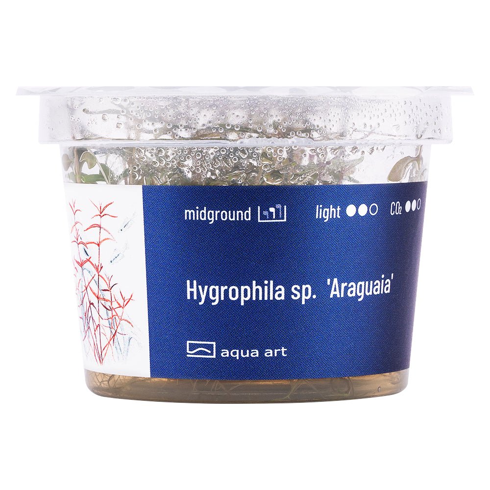 Hygrophila sp. 'Araguaia' - InVitro - GarnelenTv-Shop

Hygrophila sp. 'Araguaia' InVitro mit rotbraunen Blättern
