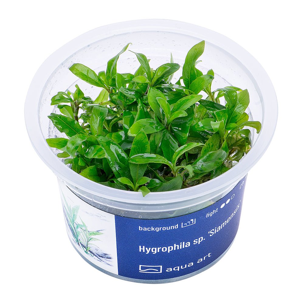 Hygrophila sp. 'Siamensis' - InVitro - GarnelenTv-Shop

Hygrophila sp. 'Siamensis' – Background Aquarium Plant

