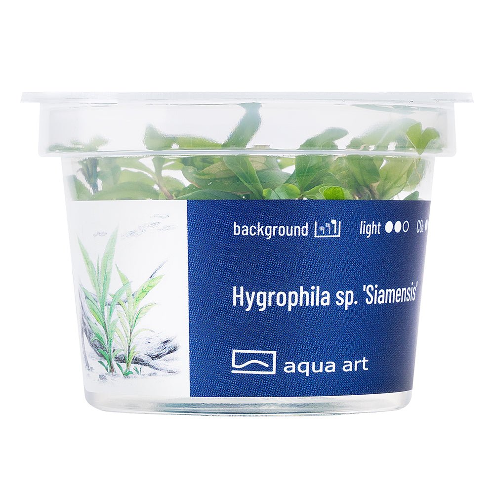 Hygrophila sp. 'Siamensis' - InVitro - GarnelenTv-Shop

Hygrophila sp. 'Siamensis' – Background Aquarium Plant

