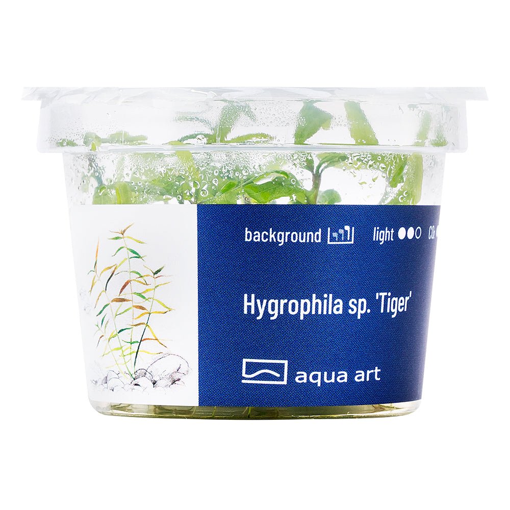 Hygrophila sp. &#39;Tiger&#39; - InVitro - GarnelenTv-Shop

InVitro Hygrophila Tiger Plant with Unique Leaf Pattern


