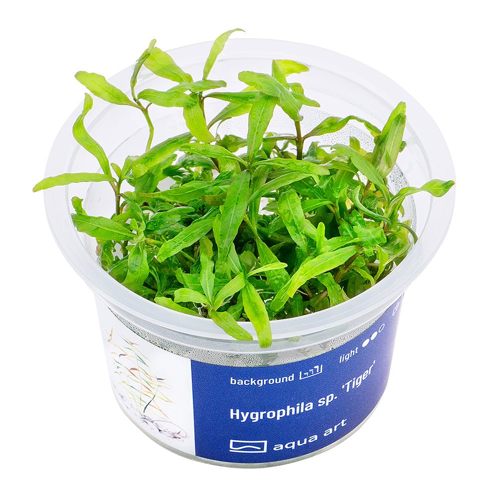 Hygrophila sp. 'Tiger' - InVitro - GarnelenTv-Shop

Hygrophila sp. 'Tiger' – Fast-Growing Background Aquarium Plant

