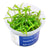 Hygrophila sp. 'Tiger' - InVitro - GarnelenTv-Shop

Hygrophila sp. 'Tiger' – Fast-Growing Background Aquarium Plant

