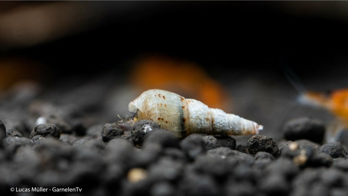 Indische / Malaiische Turmdeckelschnecke - Melanoides tuberculata (DNZ) - GarnelenTv-Shop