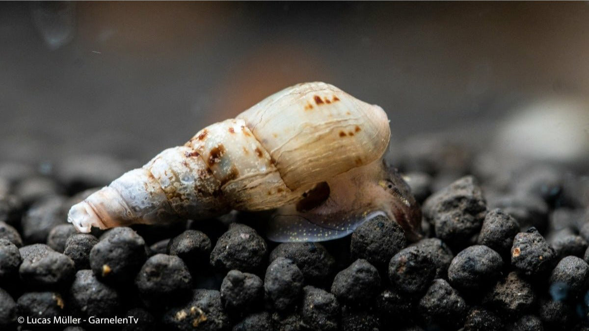 Indische / Malaiische Turmdeckelschnecke - Melanoides tuberculata (DNZ) - GarnelenTv-Shop