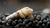 Indische / Malaiische Turmdeckelschnecke - Melanoides tuberculata (DNZ) - GarnelenTv-Shop
