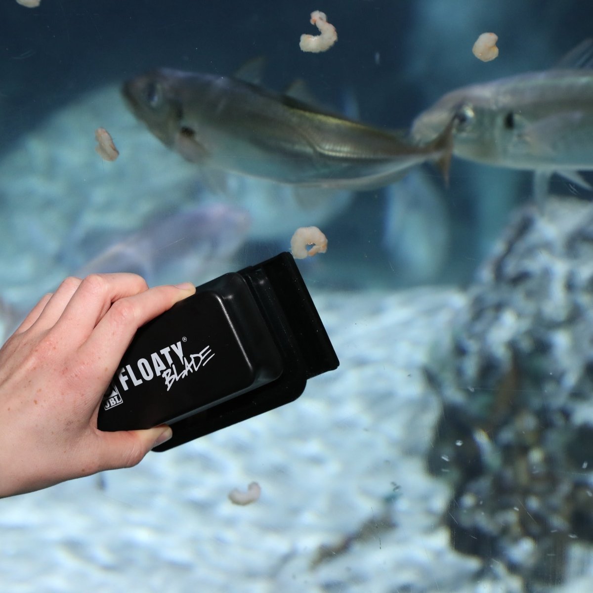 JBL FLOATY BLADE - GarnelenTv-Shop

Scheibenreiniger mit Klinge von JBL für gebogene Aquarien

