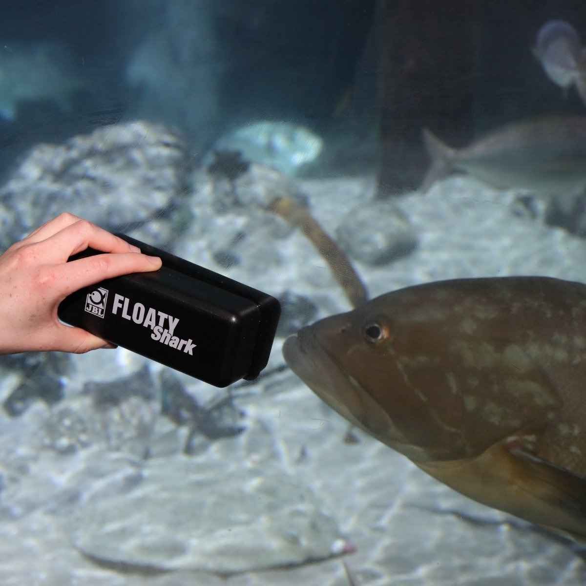 JBL FLOATY Shark - GarnelenTv-Shop

Schwimmender Scheibenreiniger JBL FLOATY Shark mit Kantenschutz

