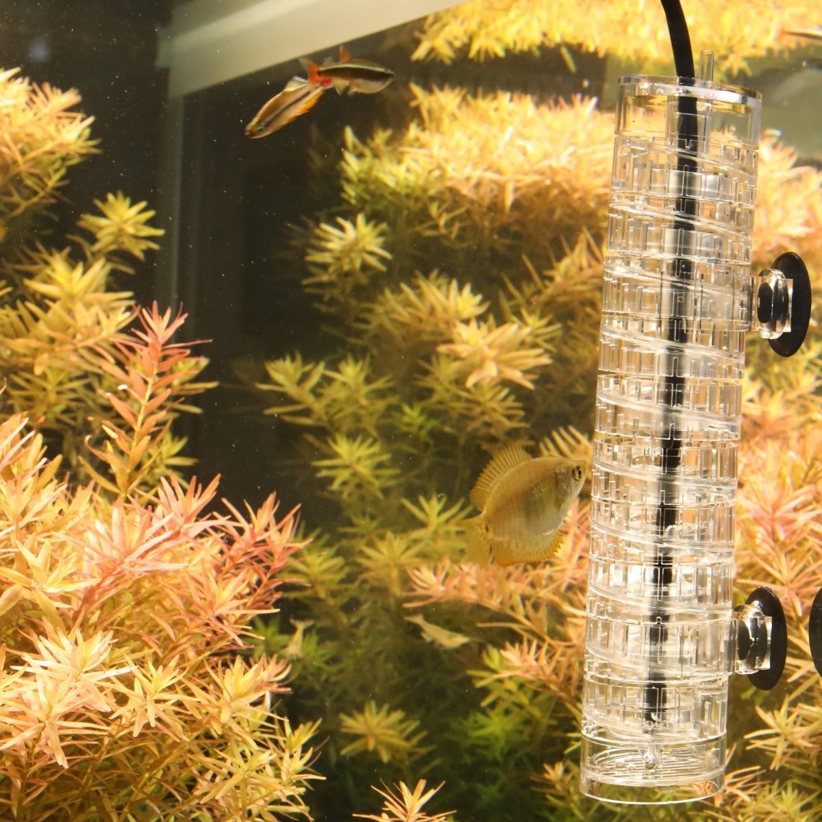 JBL PROFLORA CO2 TAIFUN SPIRAL 10 - GarnelenTv-Shop