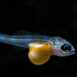 JBL Fischaufzuchtfutter für Aquarienbabys ohne Wassertrübung