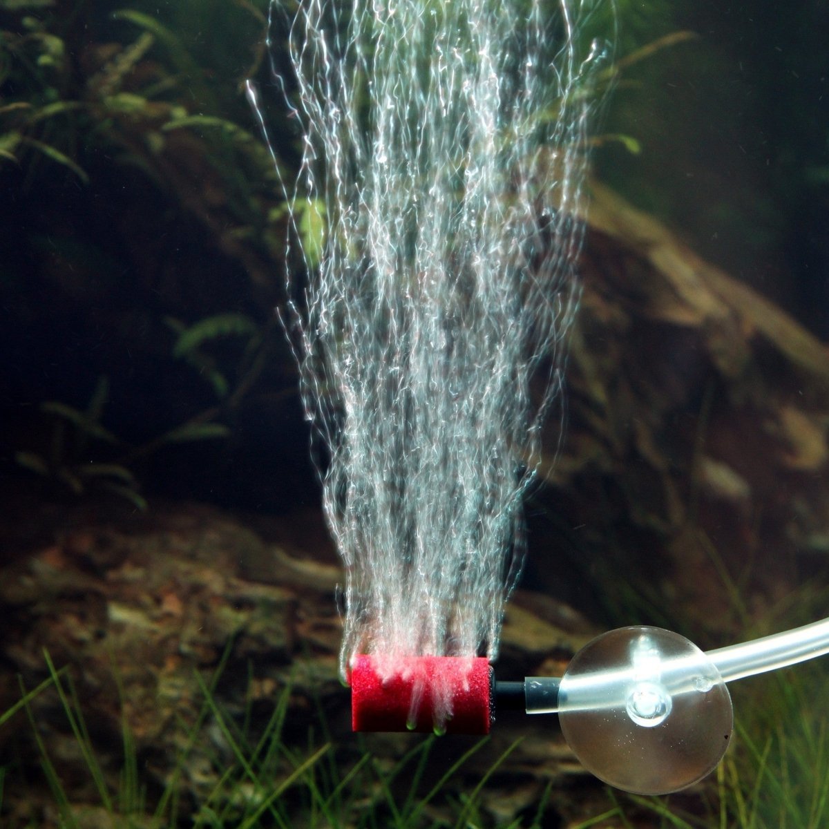 JBL ProSilent Aeras Micro S3 - GarnelenTv-Shop

Farbiges JBL Ausströmerstein-Set für Süß- und Meerwasseraquarien

