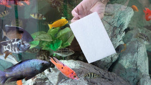 JÖST - Catfish-Halter - GarnelenTv-Shop

Ocean-PAD und Superclean-PAD im JÖST Catfish-Halter Set

