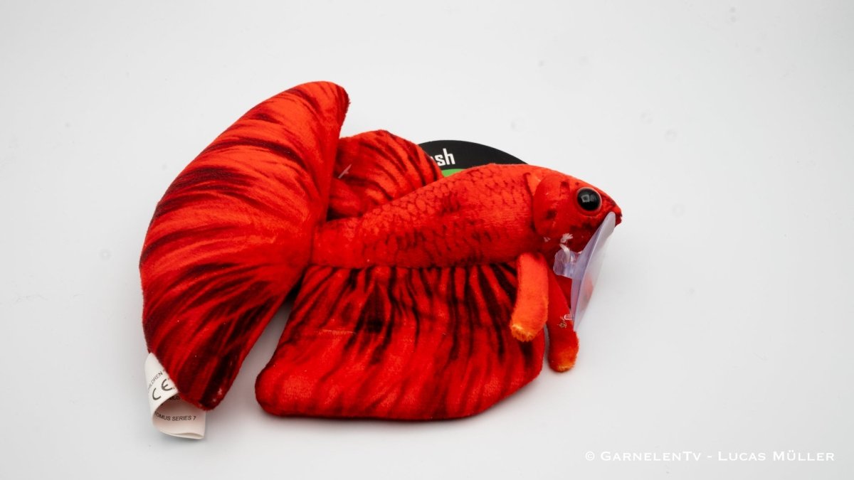 Kampffisch Betta rot Kuscheltier - GarnelenTv-Shop

Kampffisch Betta Kuscheltier in Rot – 16 cm groß
