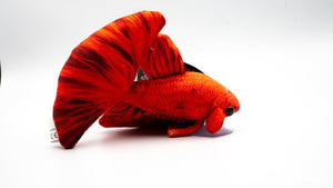 Kampffisch Betta rot Kuscheltier - GarnelenTv-Shop

Kuscheltier Kampffisch Betta rot – Geschenk für Aquaristik-Fans

