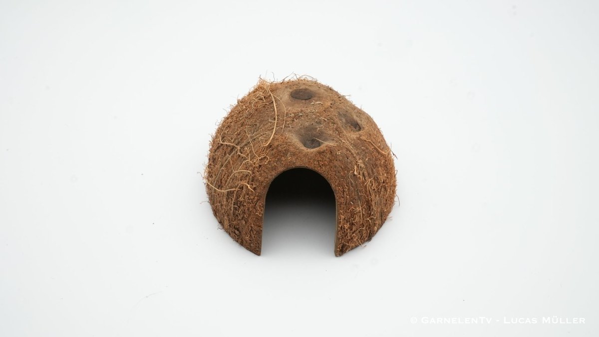 Kokosnussschale / Höhle mit Seiteneingang - GarnelenTv-Shop