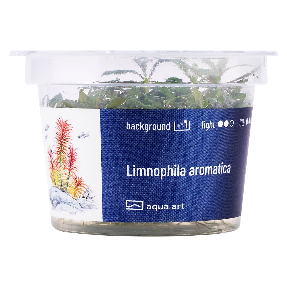 Limnophila aromatica - InVitro - GarnelenTv-Shop

Limnophila aromatica – Red-Hued InVitro Aquarium Background Plant


