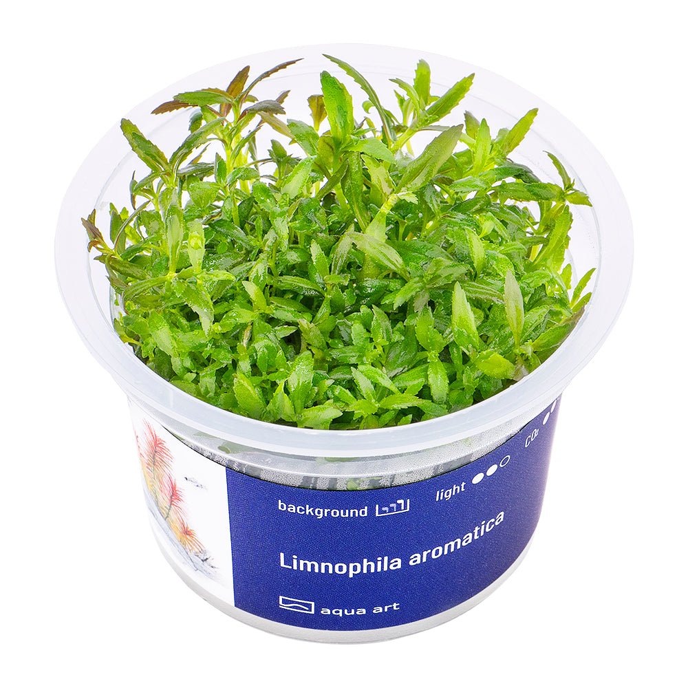 Limnophila aromatica - InVitro - GarnelenTv-Shop

Limnophila aromatica – Red-Hued InVitro Aquarium Background Plant

