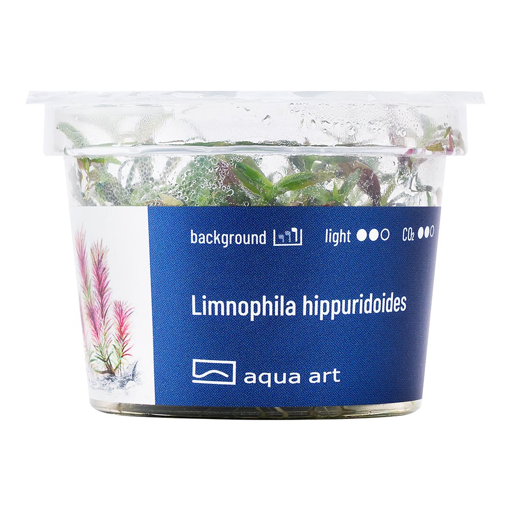 Orange-Tinted Limnophila hippuridoides – InVitro Aquatic Plant

