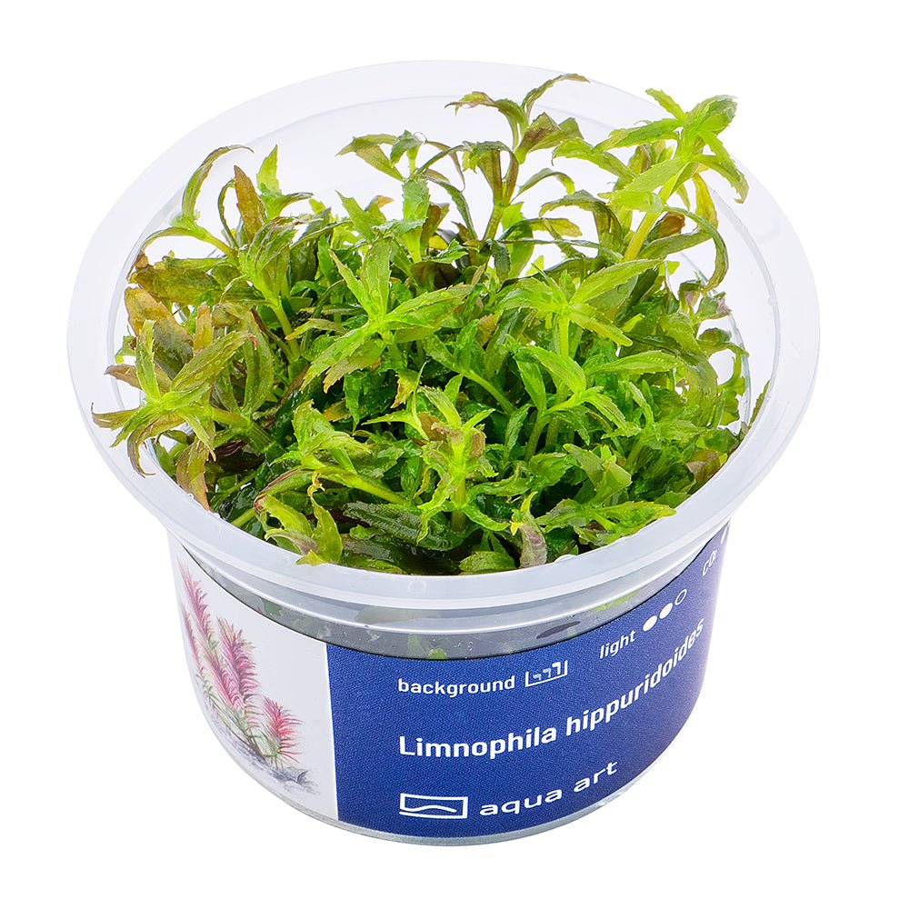 Limnophila hippuridoides - InVitro - GarnelenTv-Shop

Limnophila hippuridoides – InVitro Background Aquarium Plant

