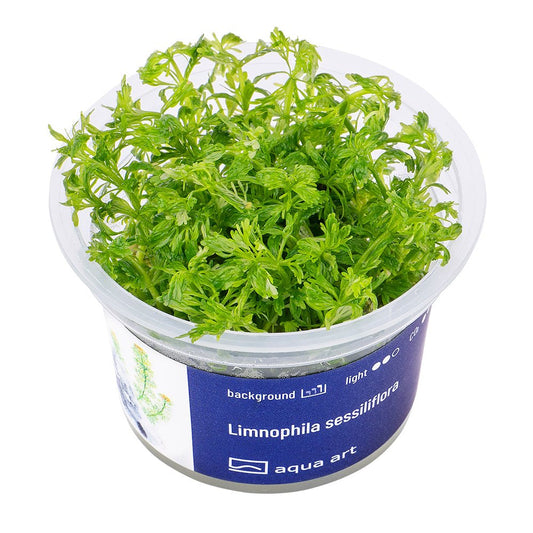 Limnophila sessiliflora - InVitro - GarnelenTv-Shop

Limnophila sessiliflora – InVitro Background Aquarium Plant

