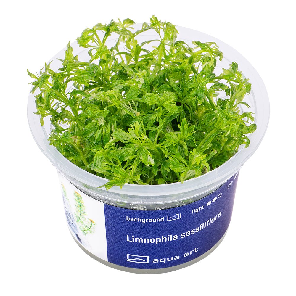 Limnophila sessiliflora - InVitro - GarnelenTv-Shop

Limnophila sessiliflora – InVitro Background Aquarium Plant

