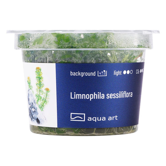 Fast-Growing Limnophila sessiliflora – InVitro Aquatic Plant

