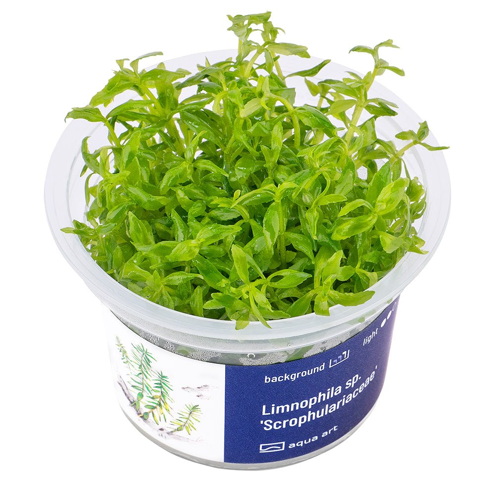 Limnophila sp. 'Scrophulariaceae' - InVitro - GarnelenTv-Shop
Limnophila sp. 'Scrophulariaceae' – Rare InVitro Aquarium Plant

