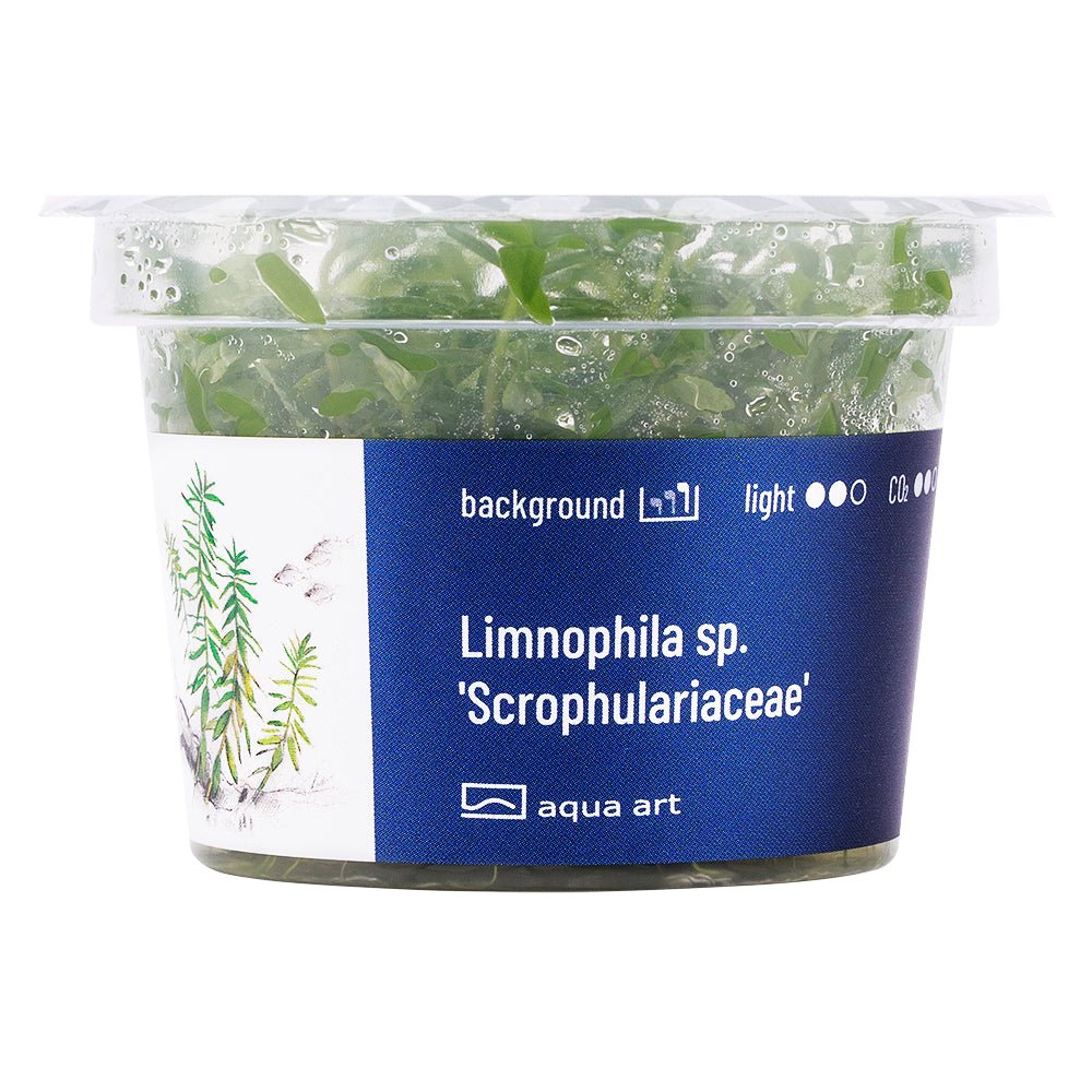 Limnophila sp. &#39;Scrophulariaceae&#39; - InVitro - GarnelenTv-Shop