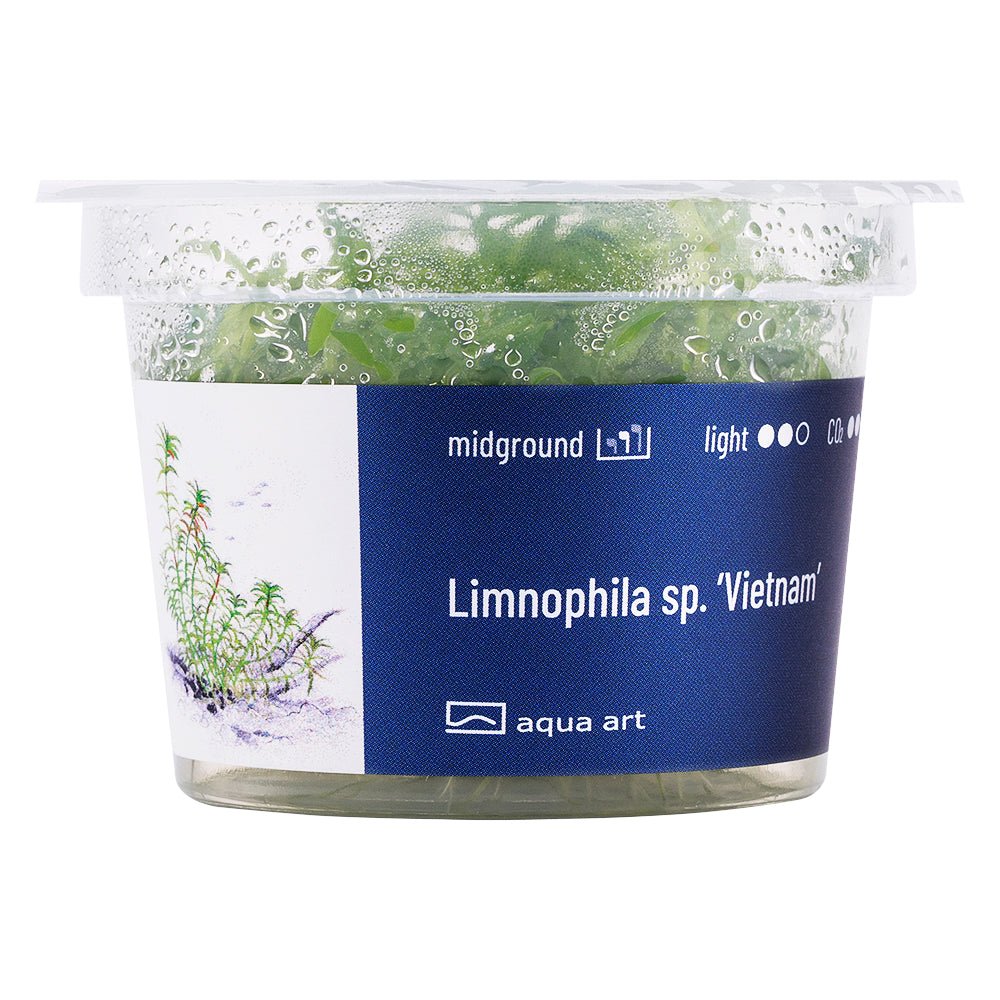 Limnophila sp. ’Vietnam’ - InVitro - GarnelenTv-Shop

Limnophila sp. 'Vietnam' – InVitro Midground Aquarium Plant

