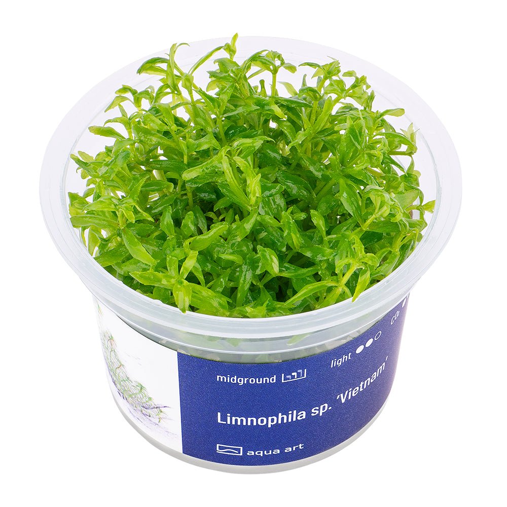 Limnophila sp. ’Vietnam’ - InVitro - GarnelenTv-Shop

Limnophila sp. 'Vietnam' – InVitro Midground Aquarium Plant

